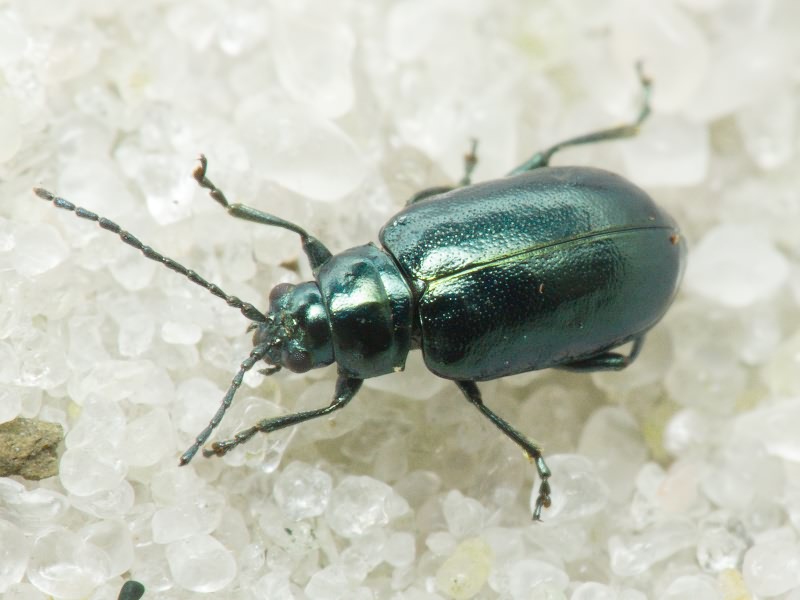 Altica Geoffroy, 1762